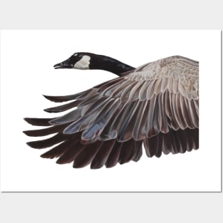 Canada Goose in flight Posters and Art